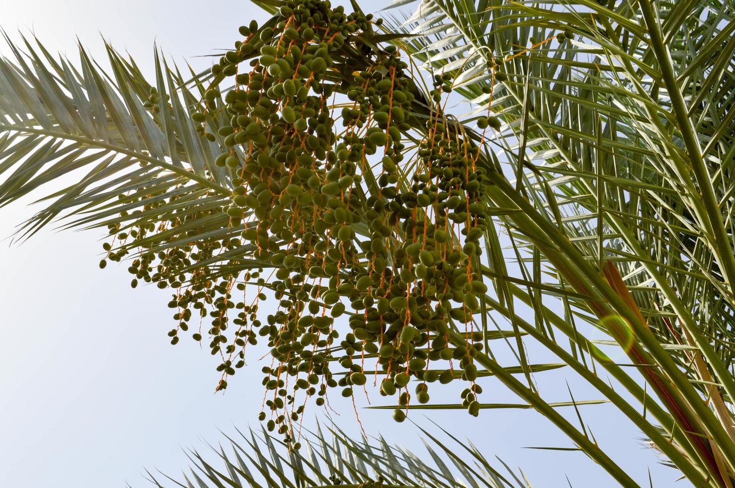 die Spitze einer großen tropischen exotischen hohen Dattelpalme mit großen grünen Blättern und wachsenden baumelnden Früchten grün unreif gegen den blauen Himmel foto