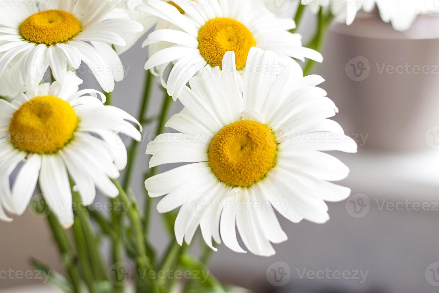 Ein Strauß großer Gänseblümchen in einer Vase auf weißem Hintergrund. mittlerer Plan, selektive Momentaufnahme. selektiver Fokus. foto