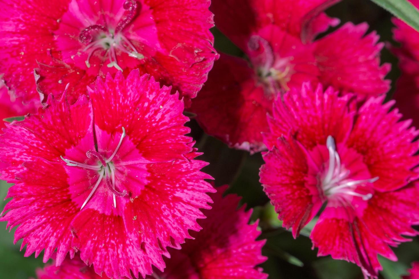 rote Dianthusblüten foto