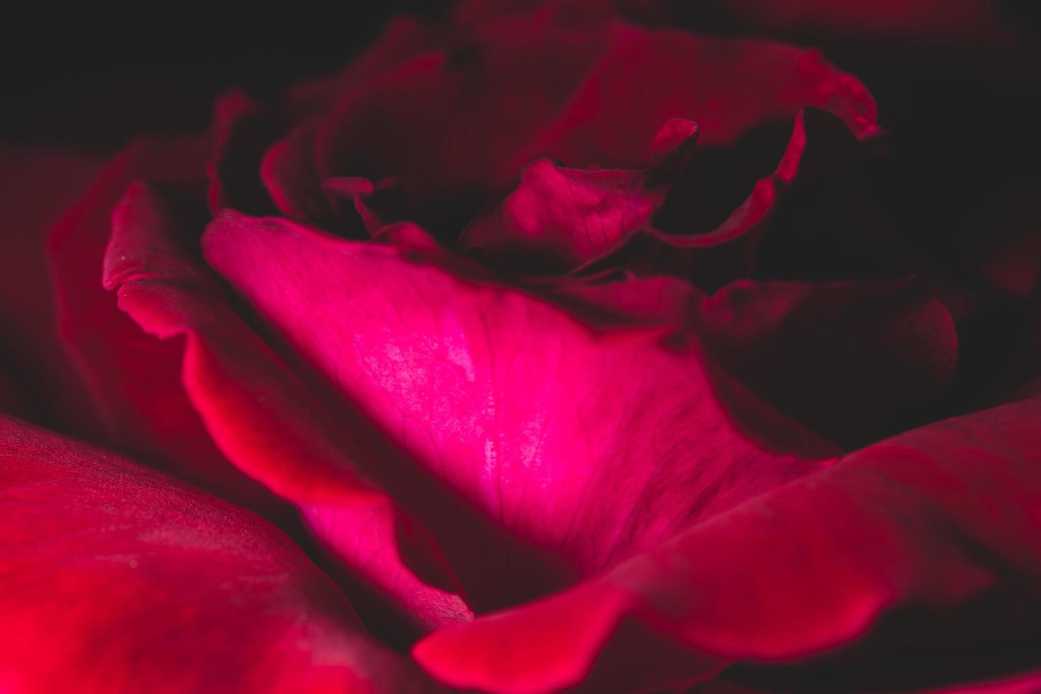 rote Rose Nahaufnahme foto