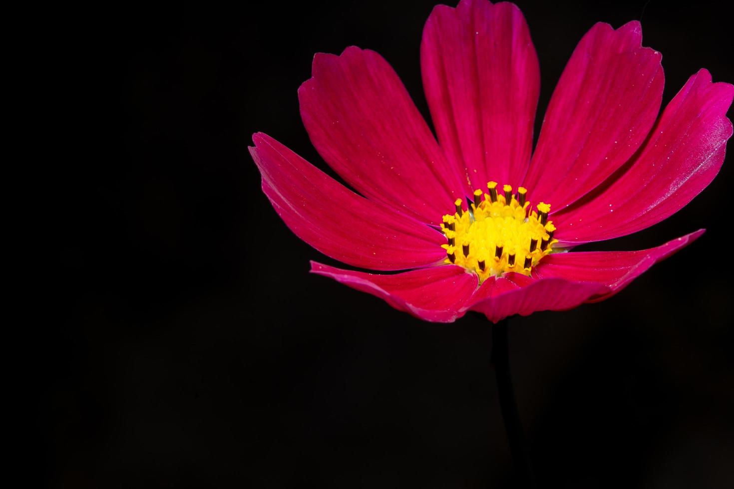 rote Dianthusblume auf schwarzem Hintergrund foto