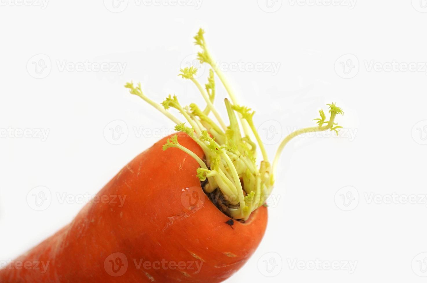 Karottensprossen isoliert auf weißem Hintergrund foto