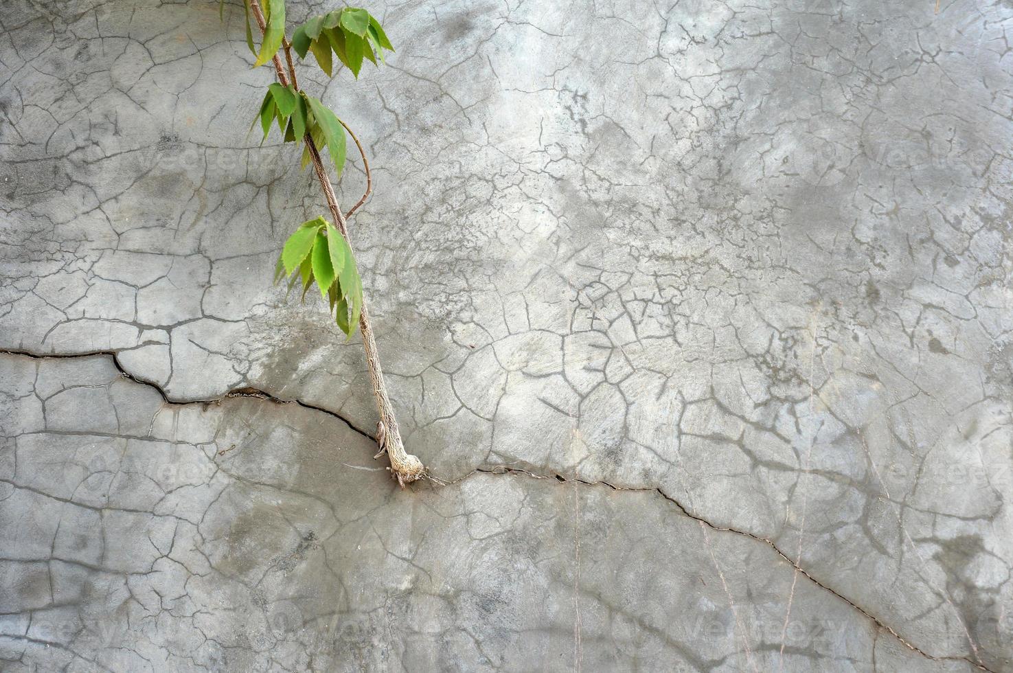 pflanze wächst auf rissiger betonwand auf foto