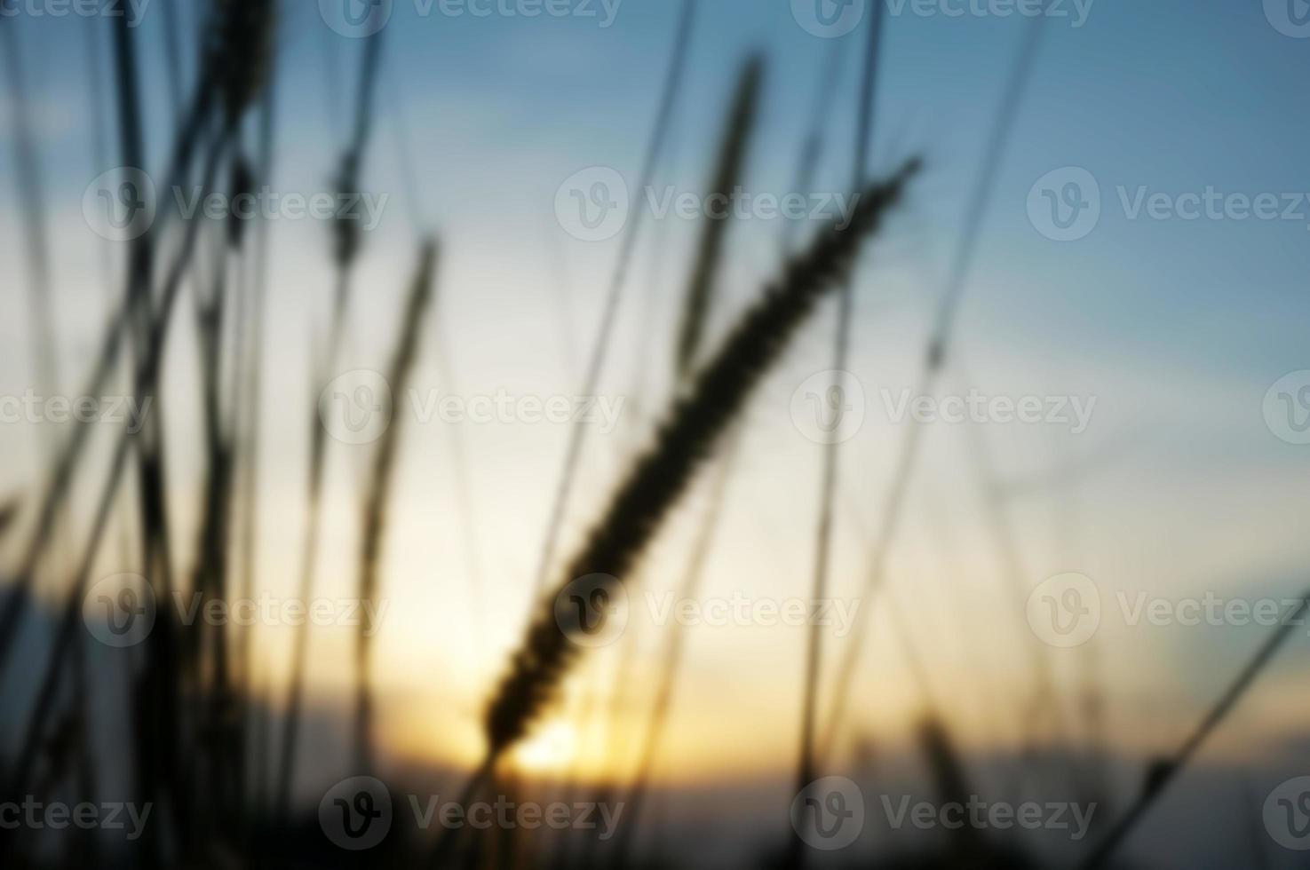 defocused trockene Grashalme, die im Wind wehen, bei goldenem Sonnenuntergang, Licht horizontal verschwommen, unscharf foto