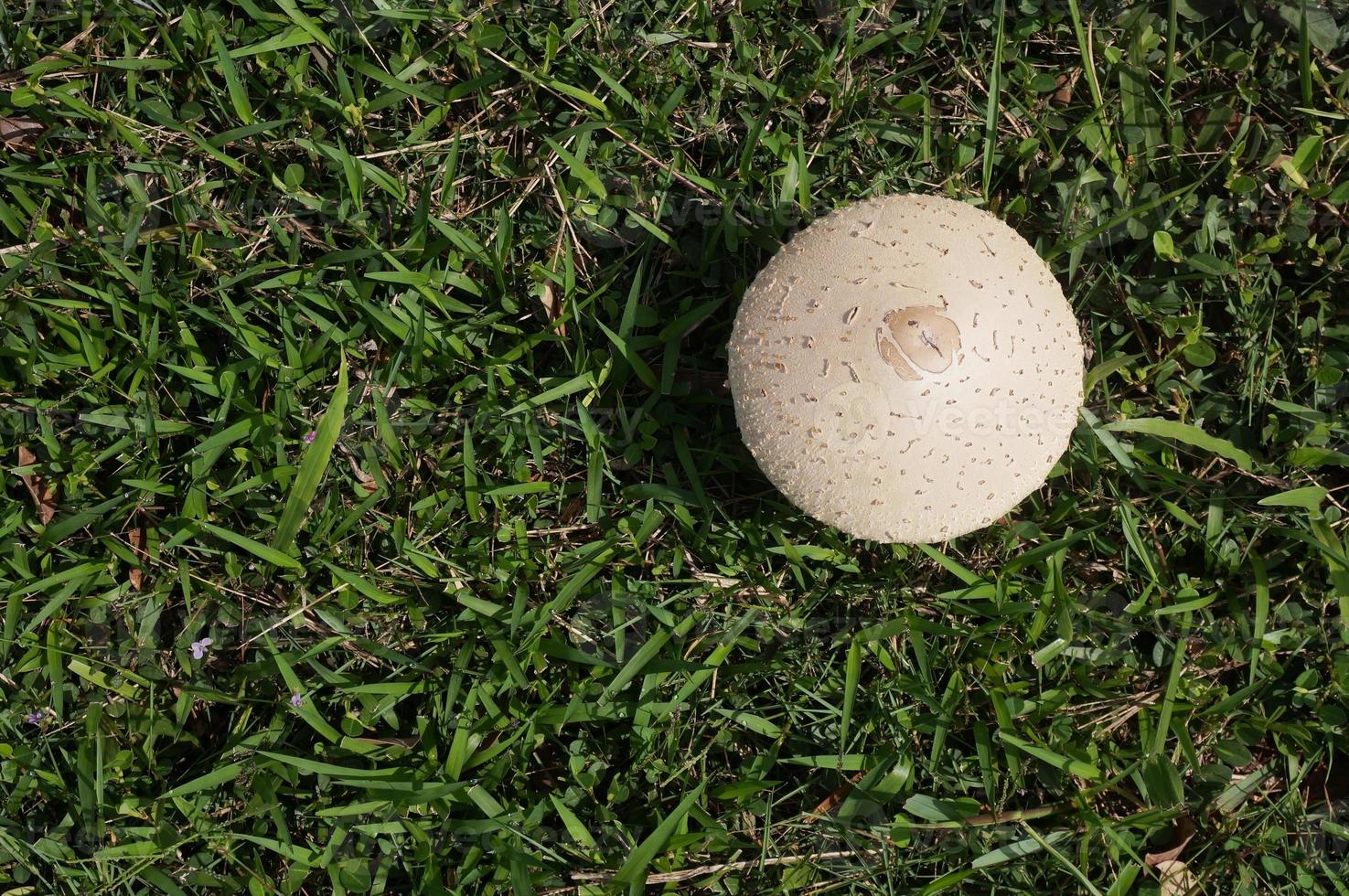 Pilzregenschirm auf grünem Gras. Chlorophyllum-Molybdite. selektiver Fokus. foto