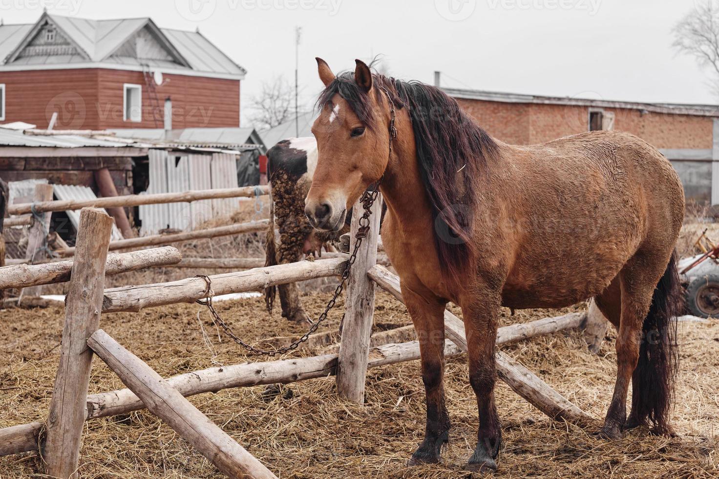 Braunes Pferd schaut direkt in die Kamera mit schwarzen und weißen Kühen im Hintergrund. foto