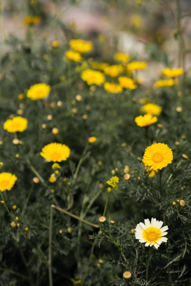 ein Feld von Löwenzahnblumen foto