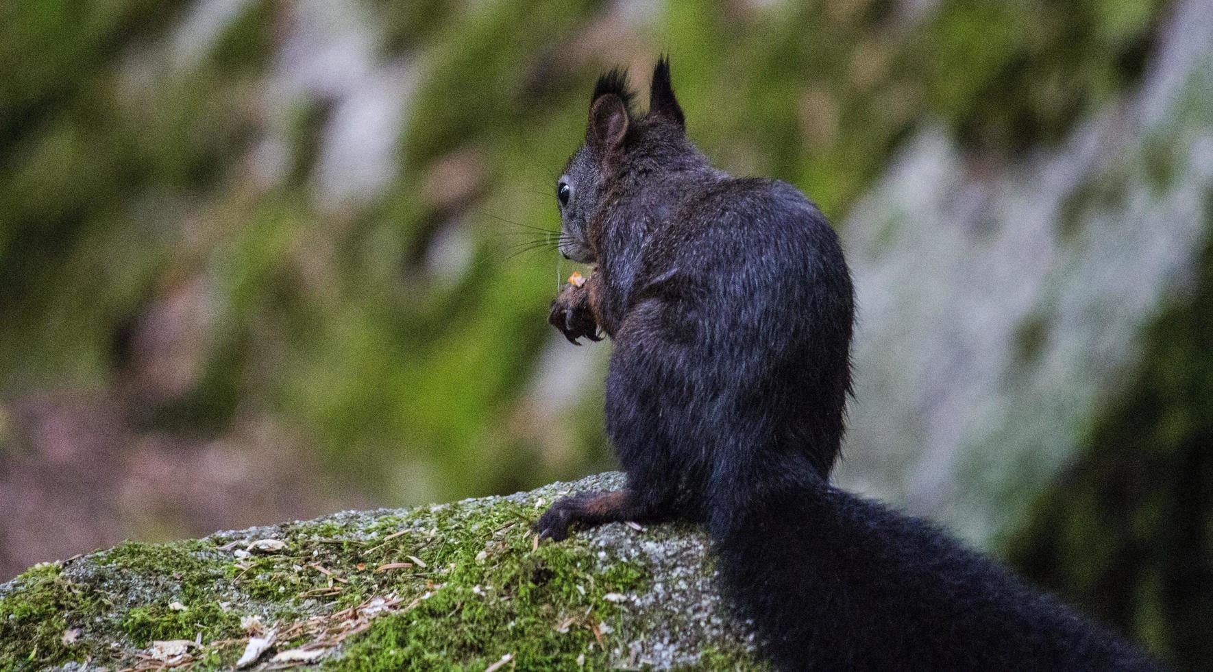kleines Eichhörnchen in einem Wald mit einer Nuss foto