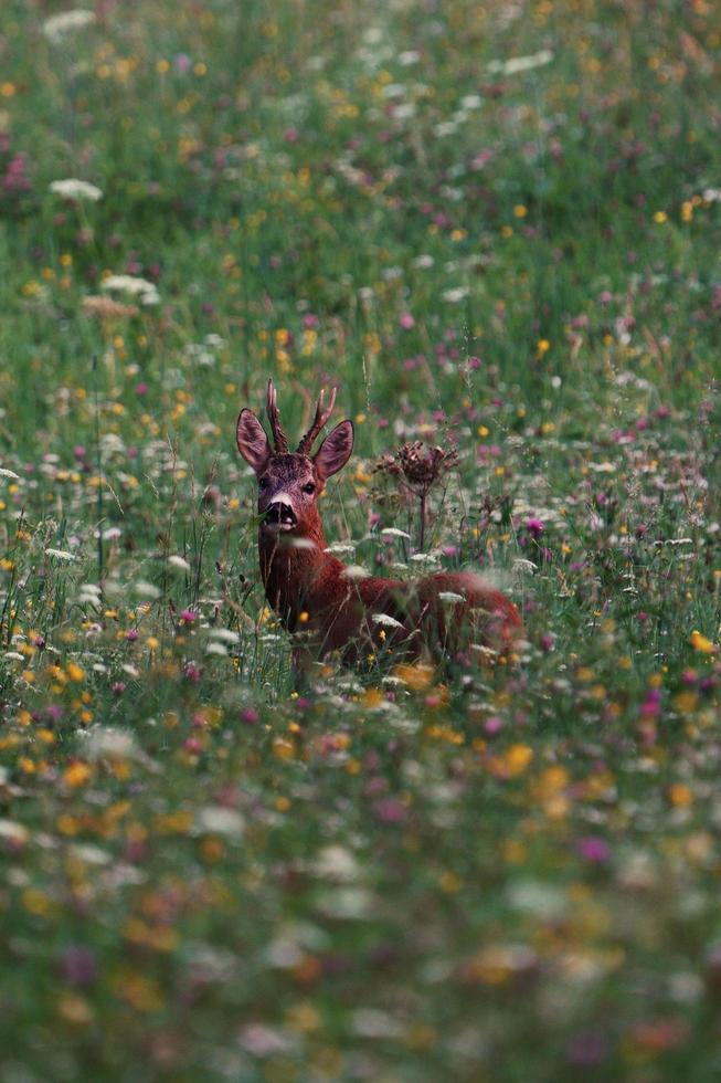 Antilope auf einer Wiese foto
