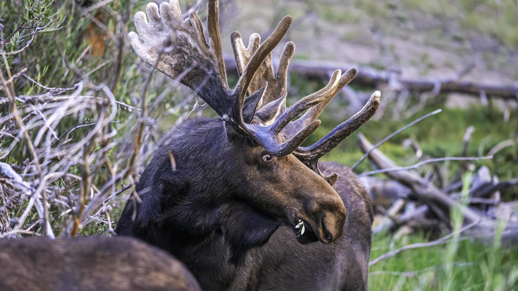 Bullenelchfütterung am Klagsee foto