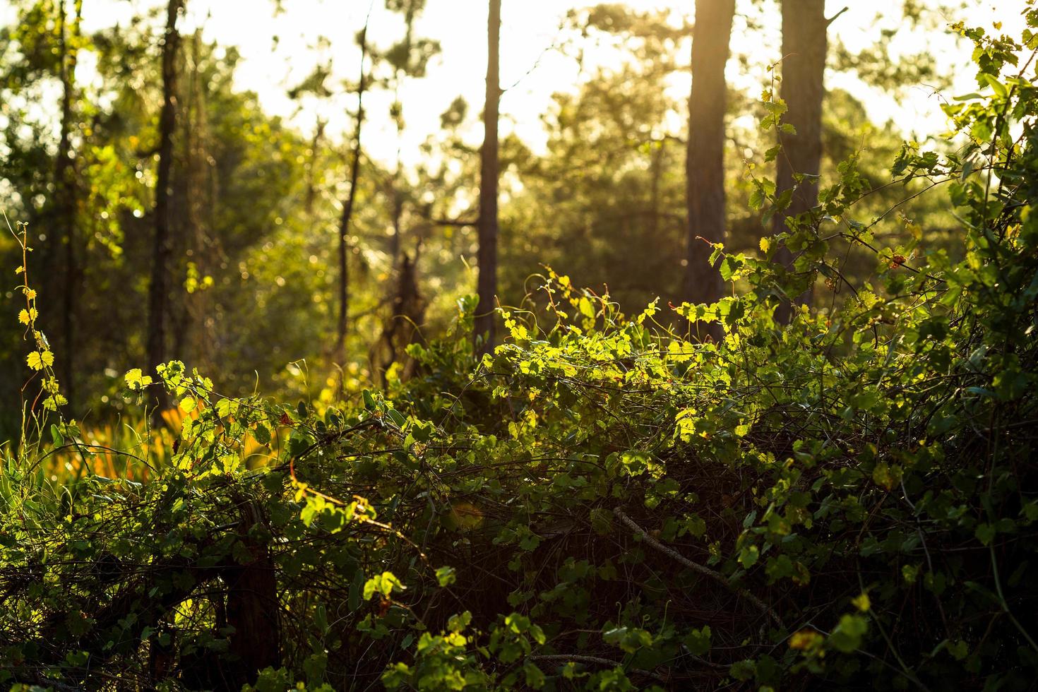 grüne Vegetation im goldenen Sonnenlicht foto