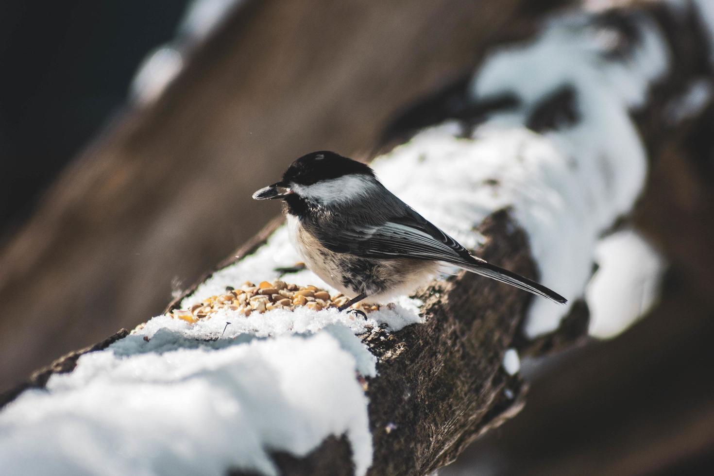 Vogel thront auf Baum mit Schnee foto