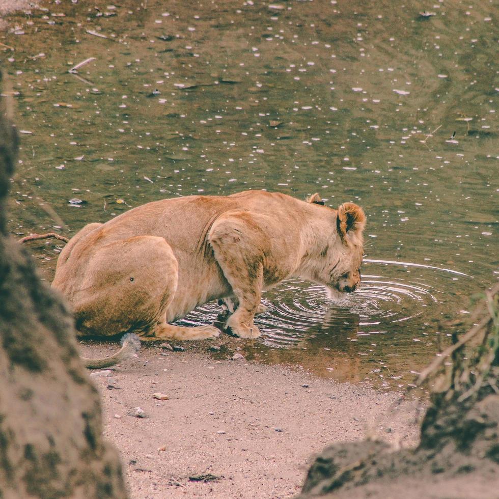 Löwin Trinkwasser foto