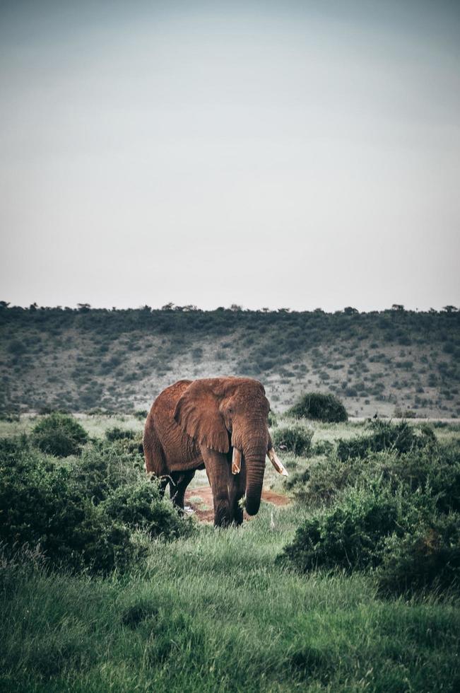 brauner Elefant, der auf einem Feld weidet foto
