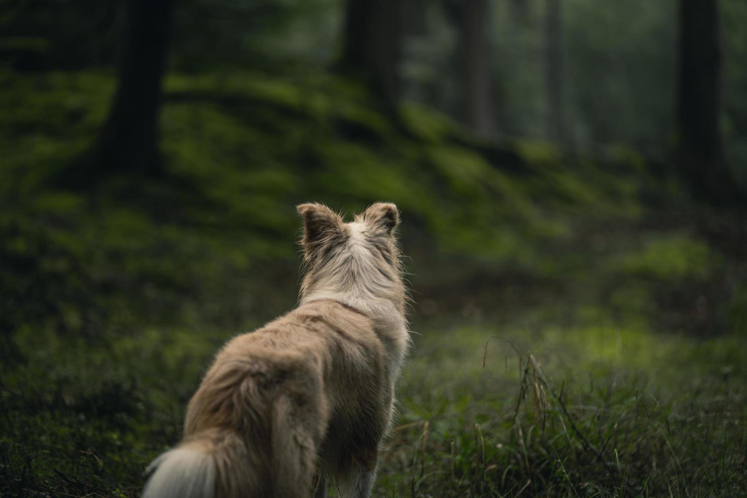 brauner langer beschichteter Hund auf grünem Gras während des Tages foto