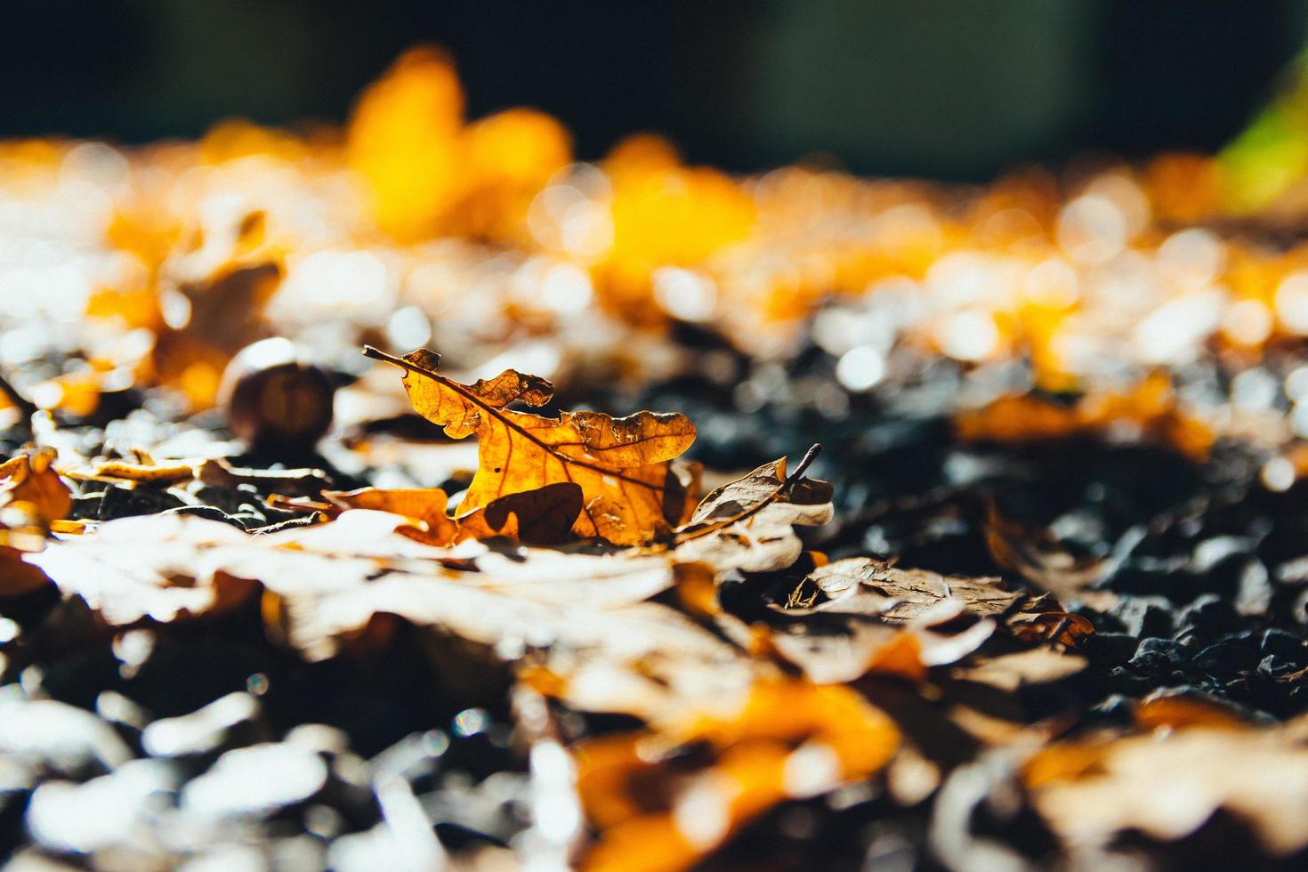 Nahaufnahme von getrockneten Herbstblättern foto