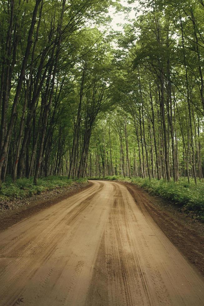 Feldweg durch Wald foto