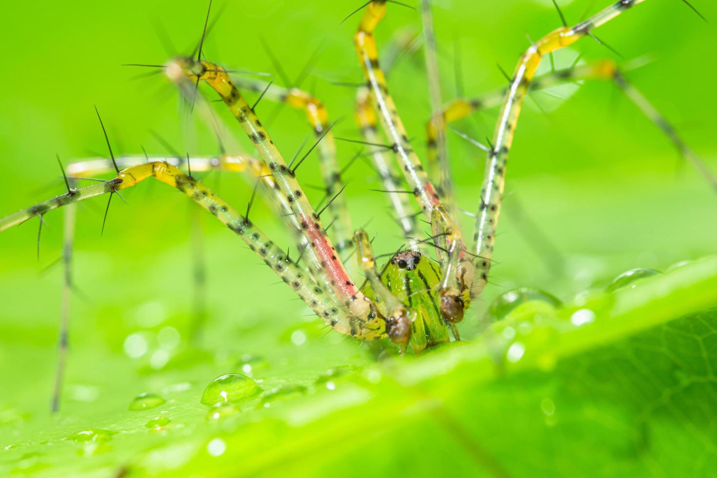 lange Beine der grünen Spinnenmakro auf einer Blattgrünszene foto