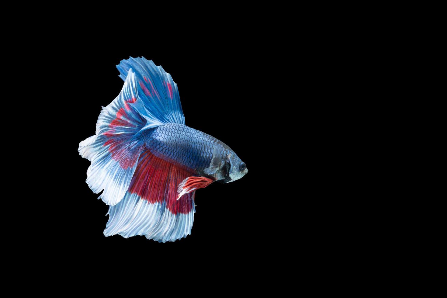 Halbmond Betta Fisch mit blauen und roten Streifen foto