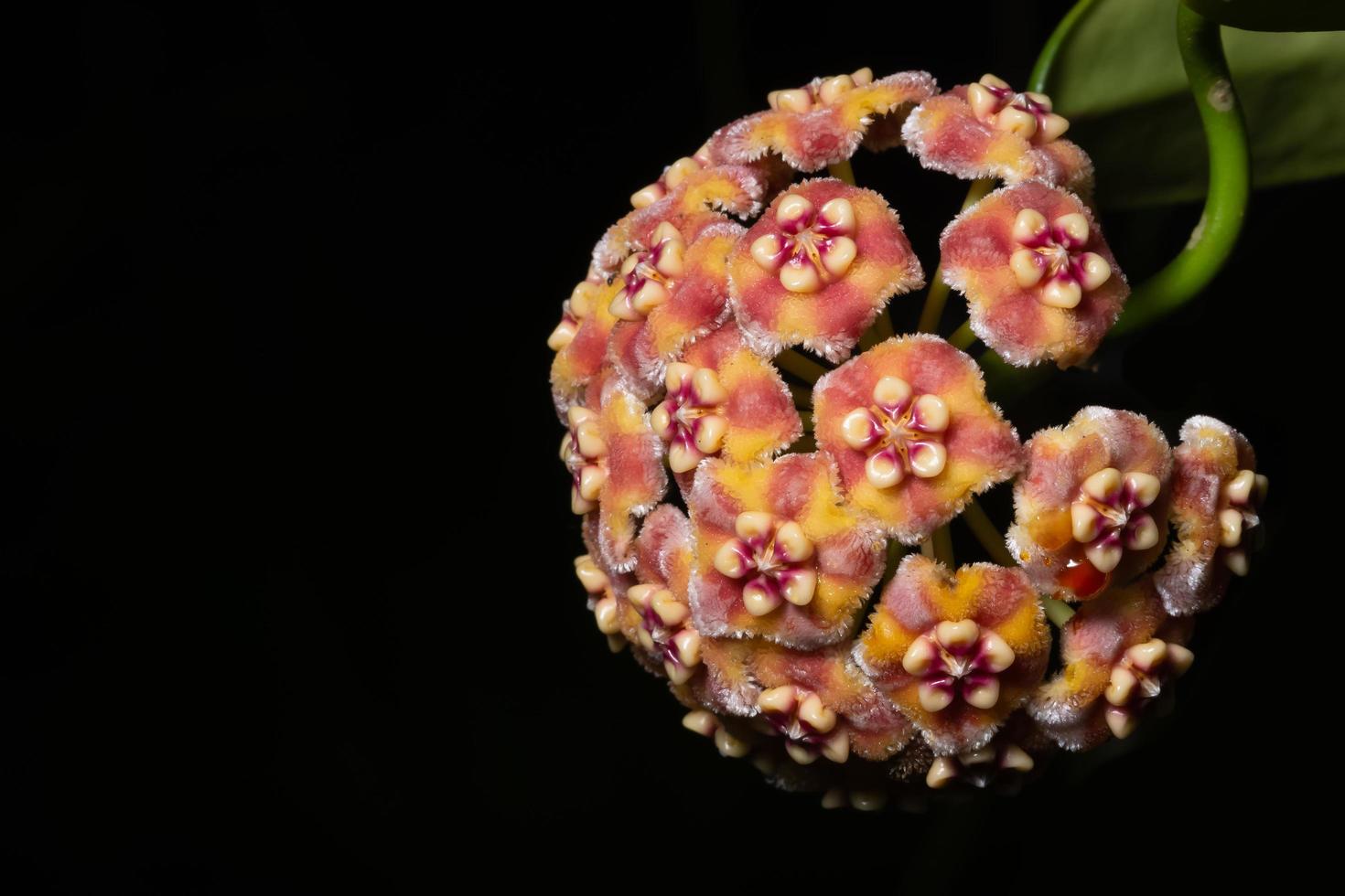 Hoya Blume auf schwarzem Hintergrund foto