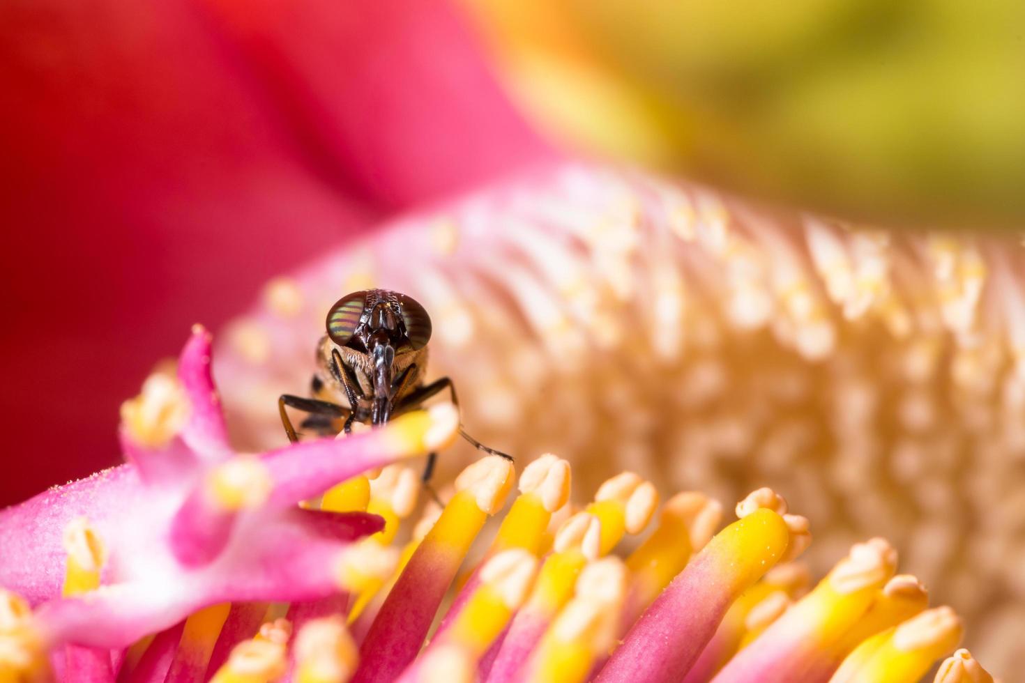 Insekt auf einer bunten Blume foto