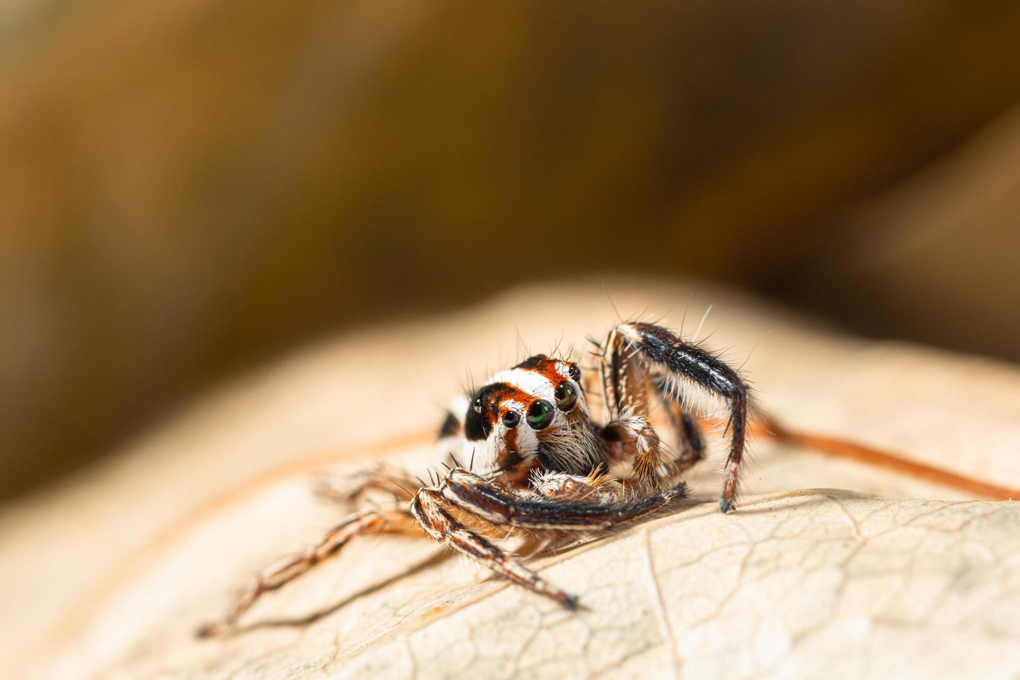 braune springende Spinne auf einem trockenen Blatt foto