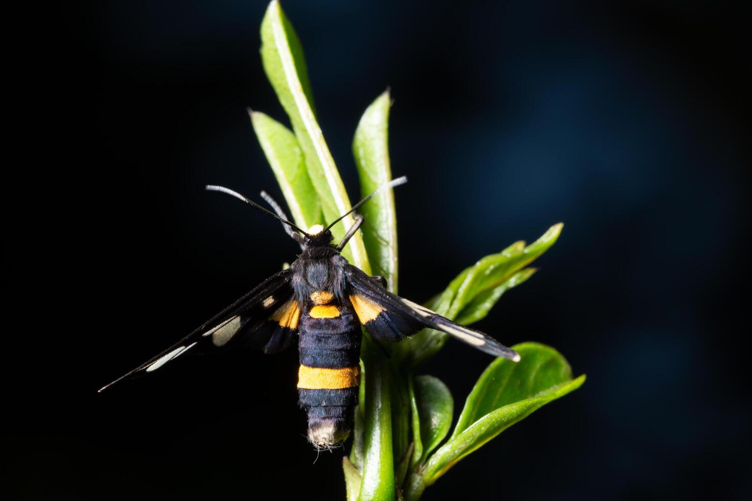 Schmetterling auf einem grünen Blatt foto