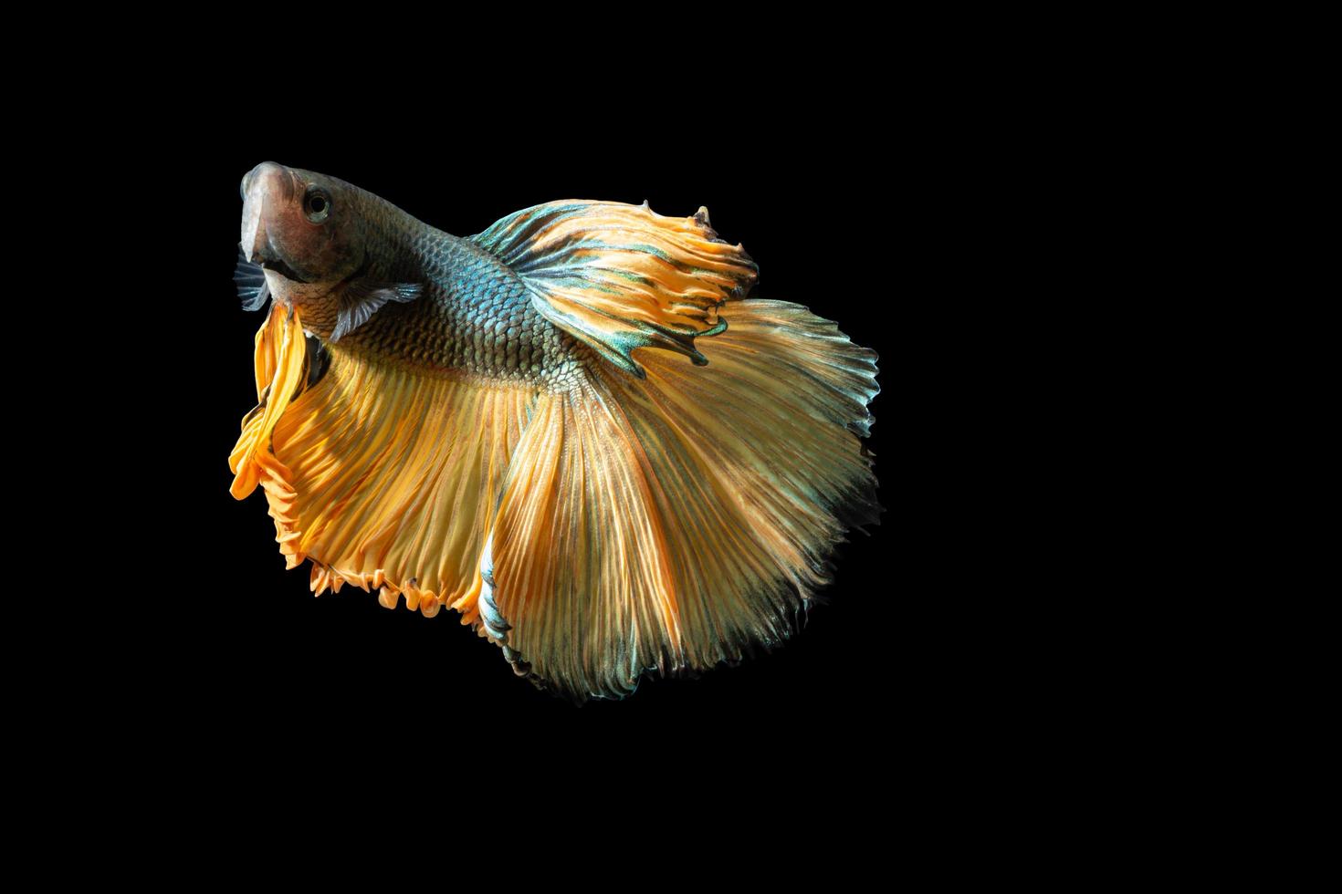 Halbmond Betta Fisch auf schwarzem Hintergrund foto