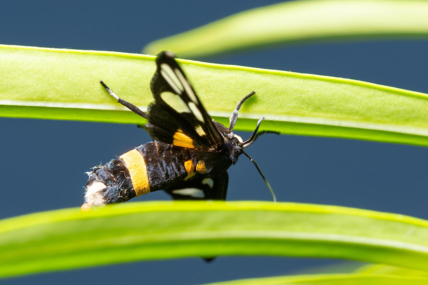 Schmetterling auf einem grünen Blatt foto