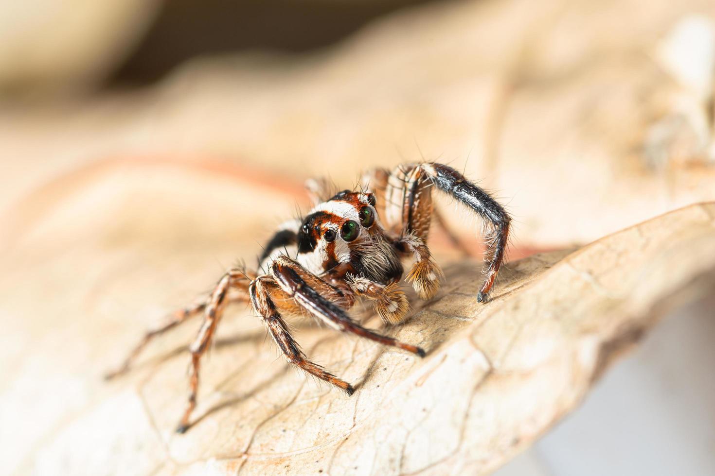 braune springende Spinne auf einem trockenen Blatt foto