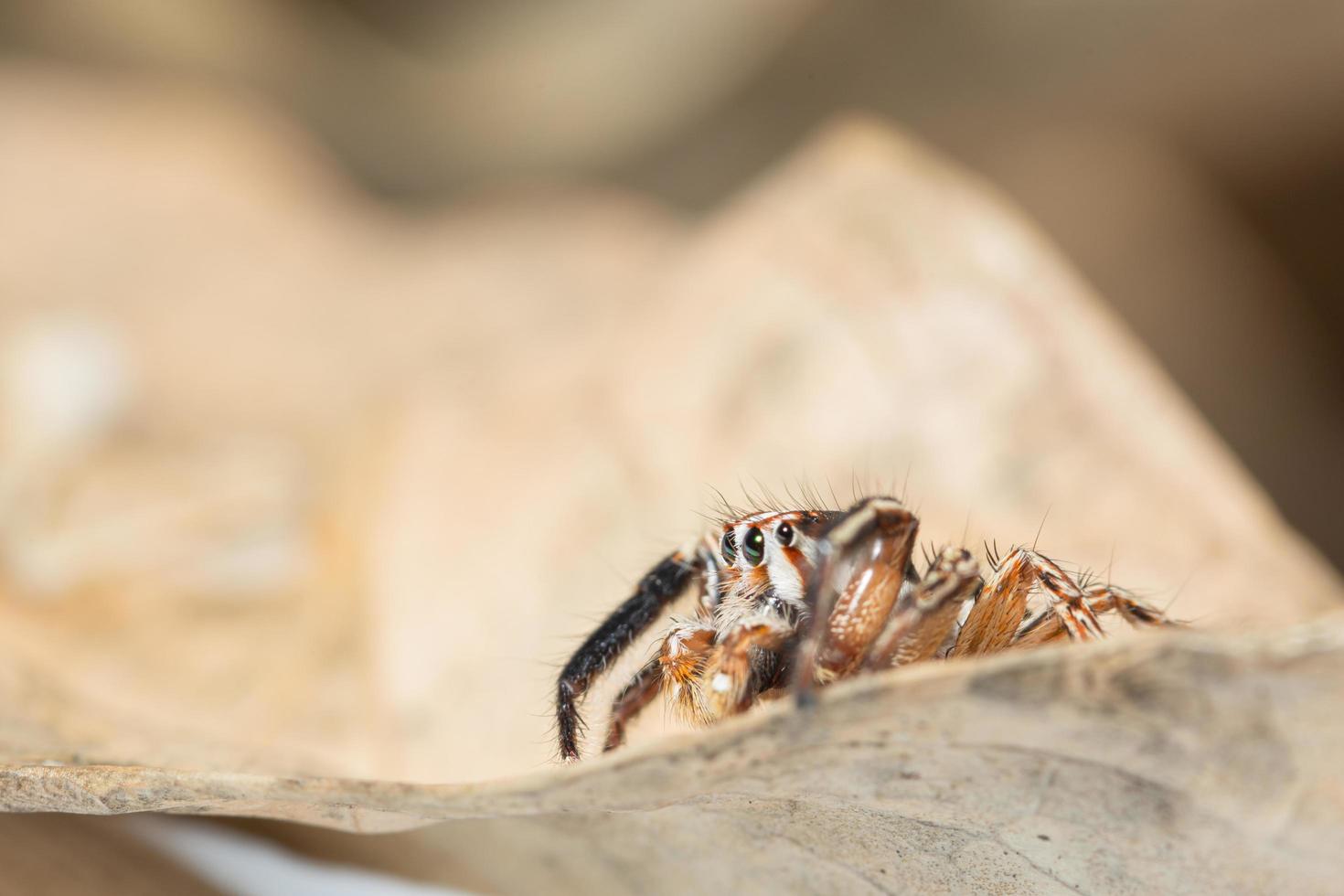 braune springende Spinne auf einem trockenen Blatt foto