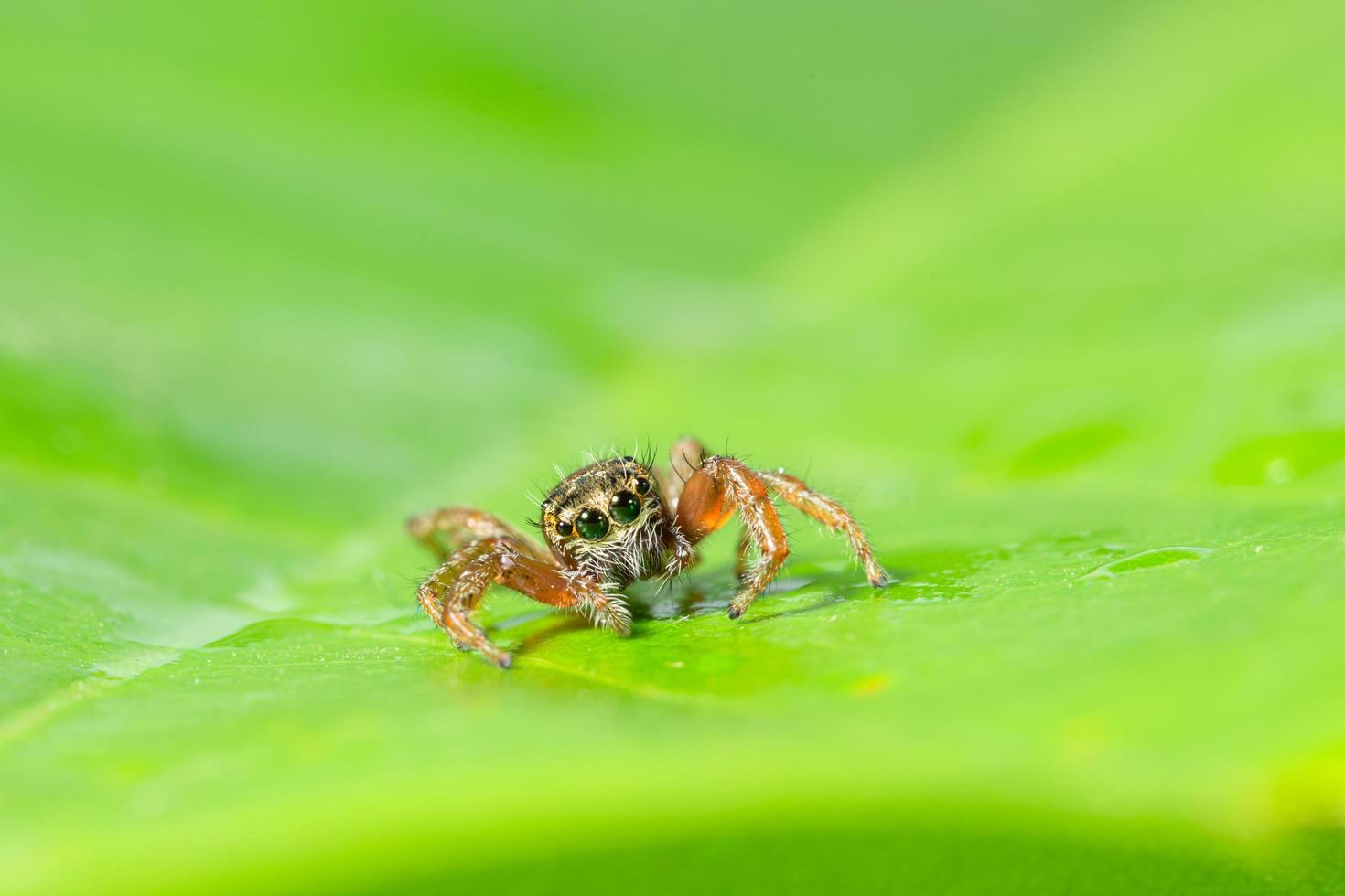 braune Spinne auf einem grünen Blatt foto