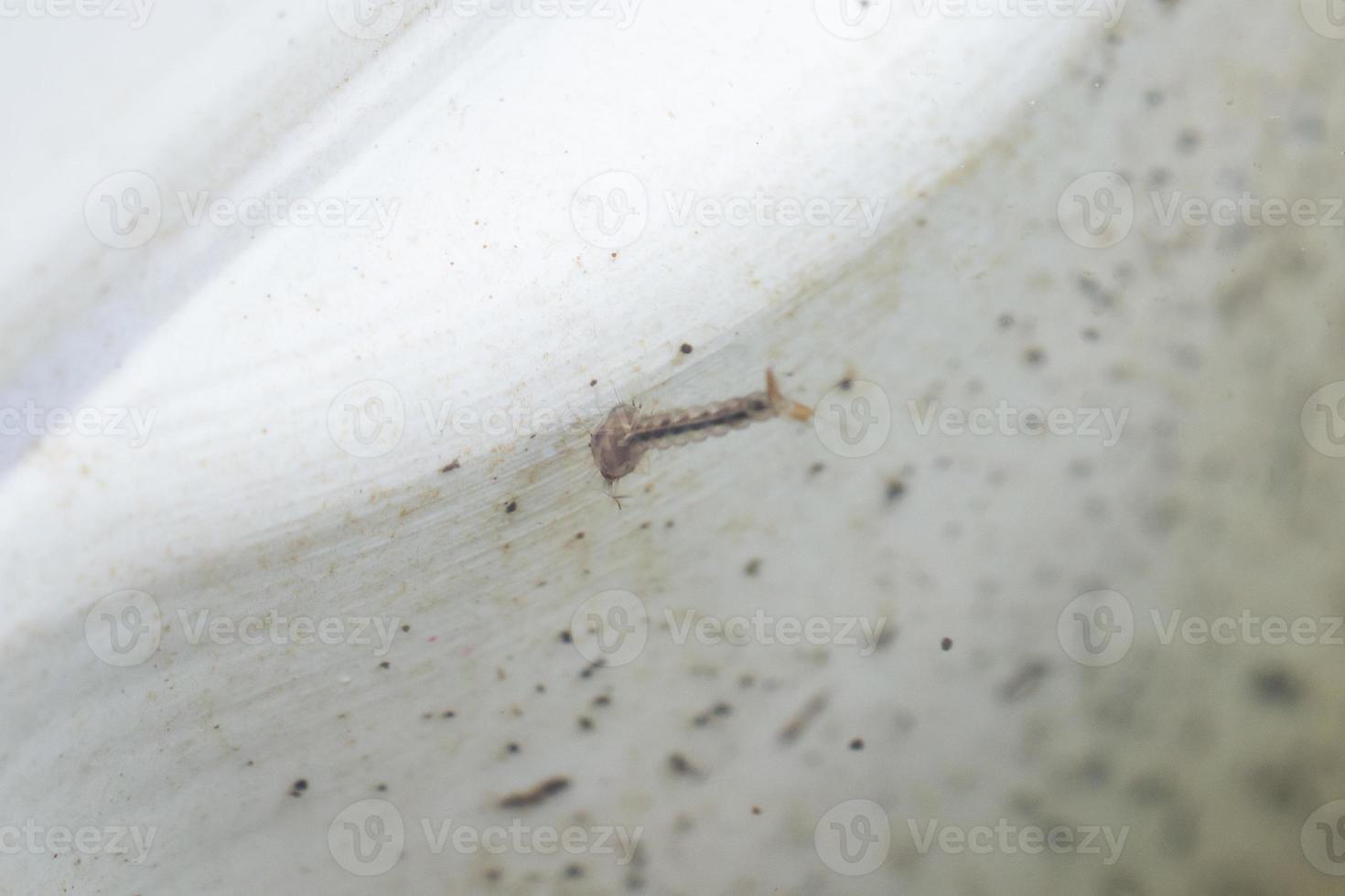 Mückenlarven in stehendem Wasser hautnah foto