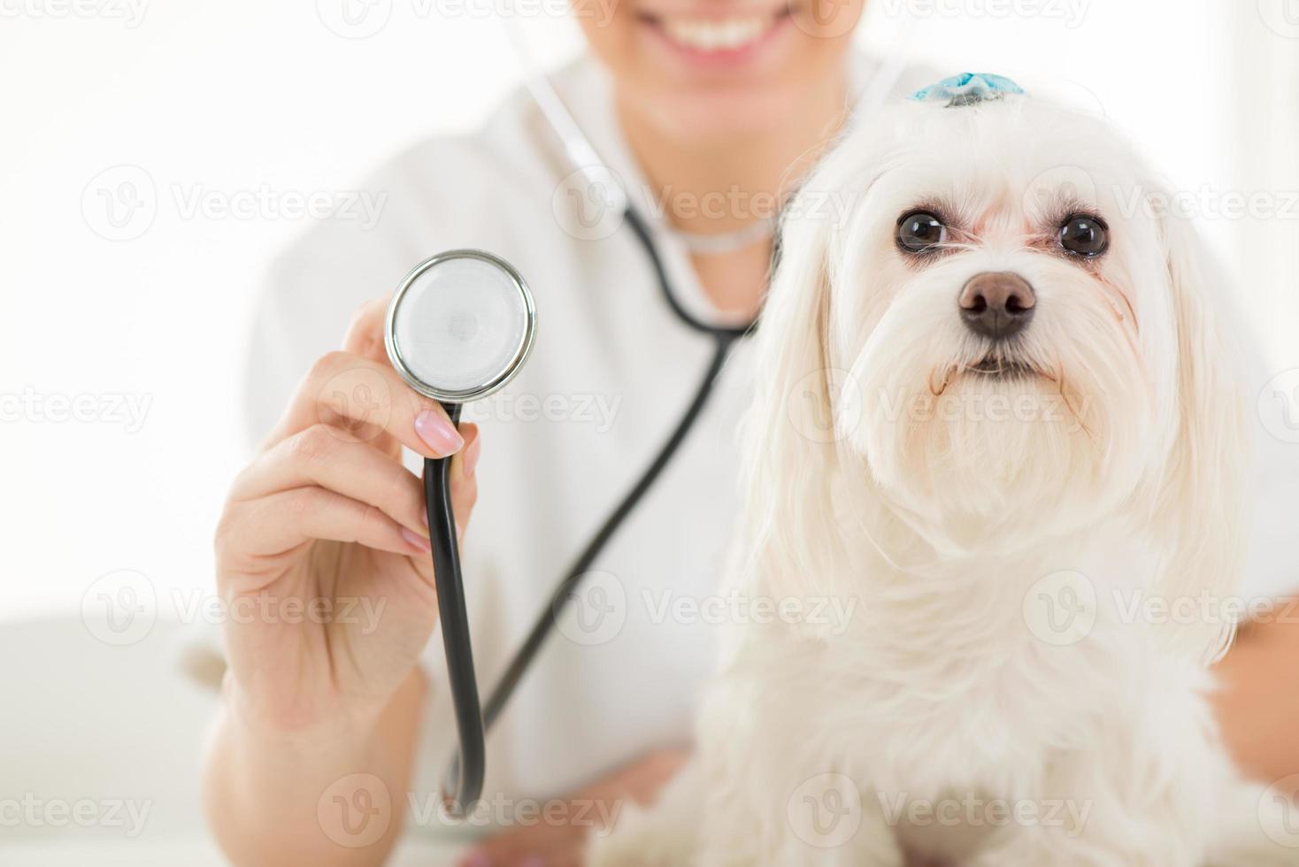 beim Tierarzt foto