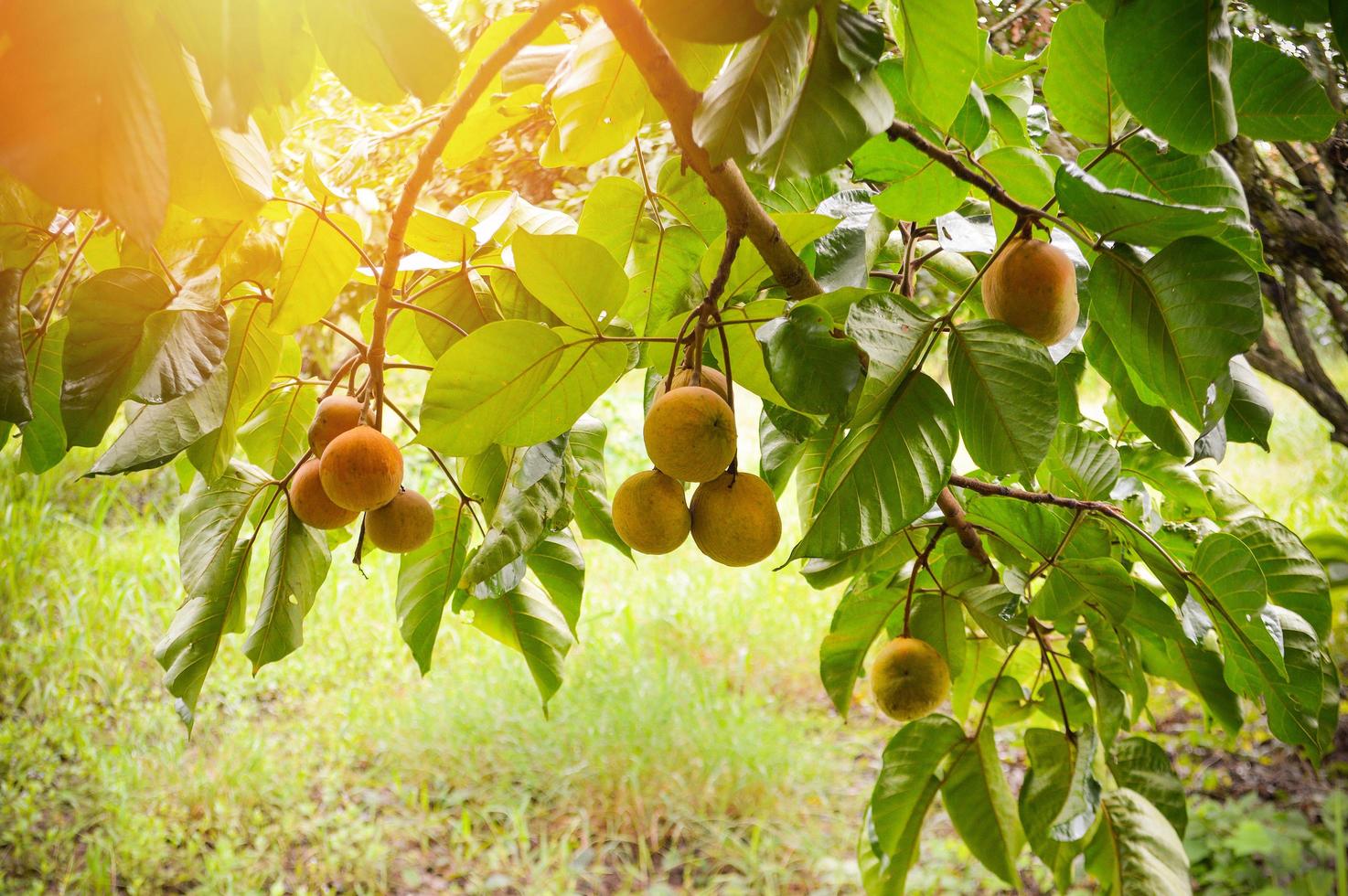 Santolfrucht am Baum im Garten tropische Früchte foto