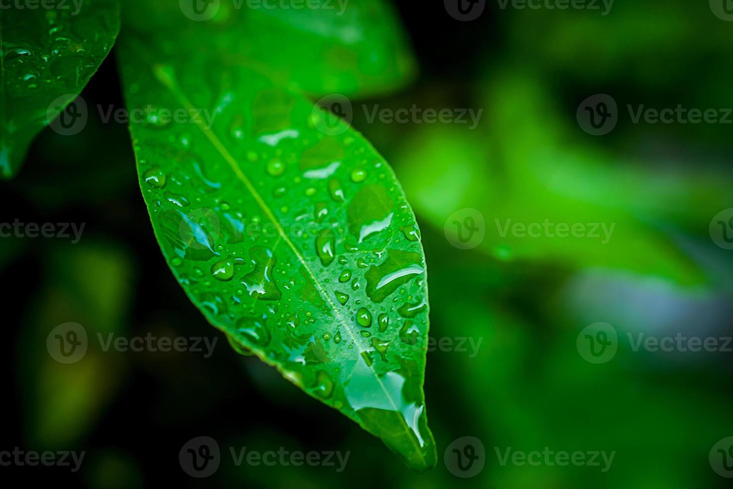 grüne Blätter mit Tropfen foto