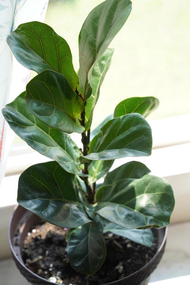 eine geigenblattfeige oder ficus lyrata topfpflanze mit großen, grünen, glänzenden blättern, die in einem weißen topf gepflanzt sind, der auf einem hellen holzboden sitzt, isoliert auf einem hellen, weißen hintergrund. foto