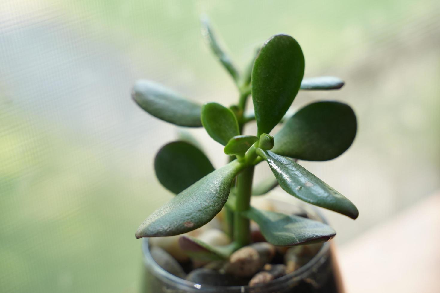 Verschiedene Arten von Minikakteen, Zebrapflanzen, Echeveria kalanchoe saftige Zimmerpflanzen Tontöpfe auf gestreiftem Tischwäschehintergrund foto