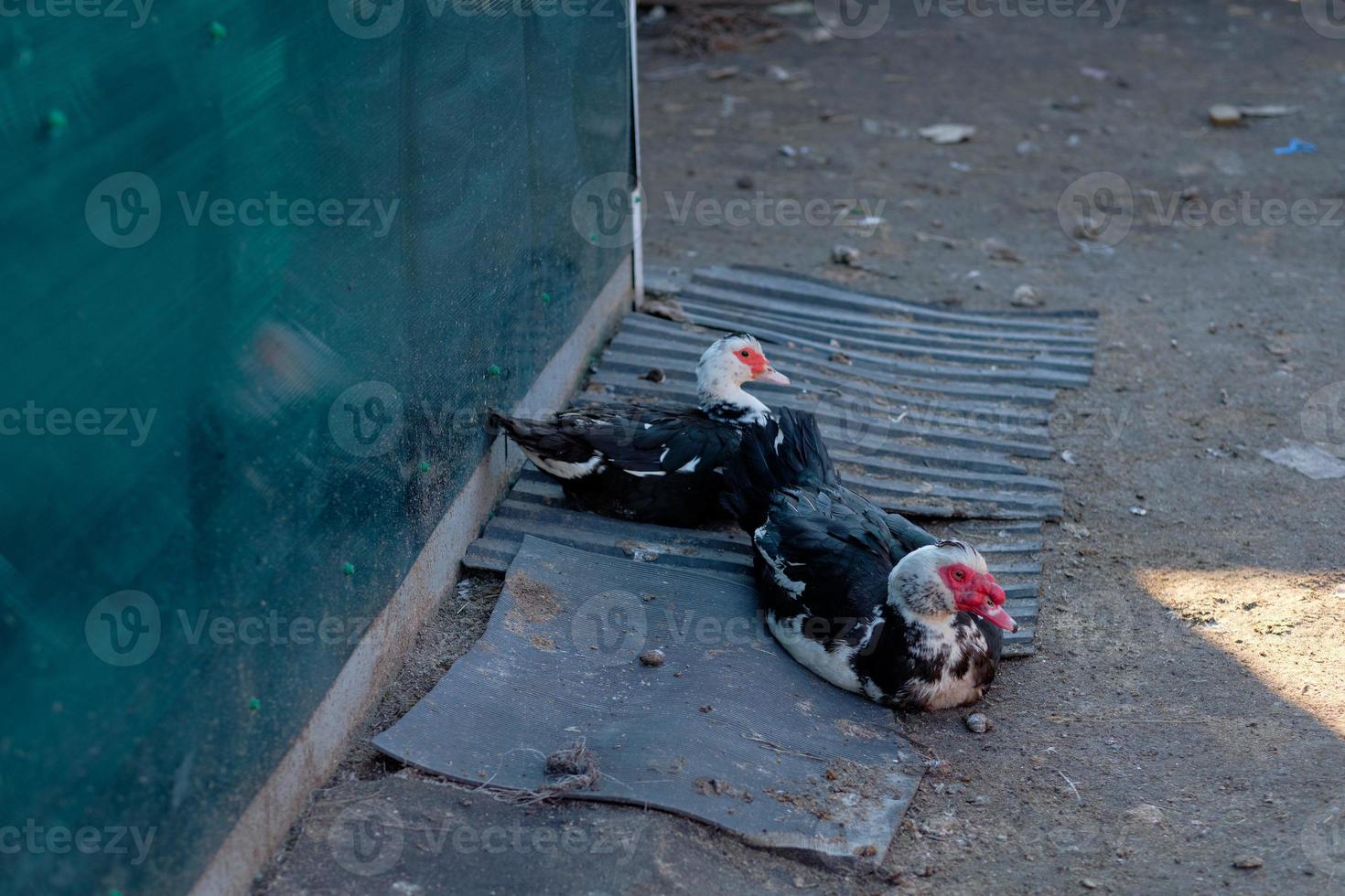 Zwei schwarze Indo-Mädchen ruhen sich in der Nähe des Zauns auf der Farm aus foto