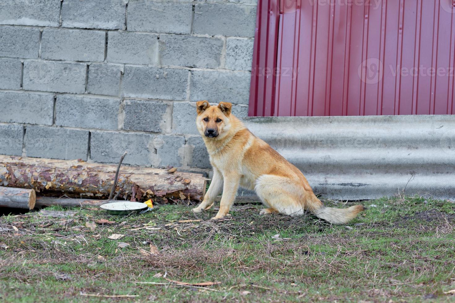 Großer roter und streunender Hund außerhalb der Stadt, der aus einer Schüssel auf der Straße isst. Obdachlose Tiere füttern foto