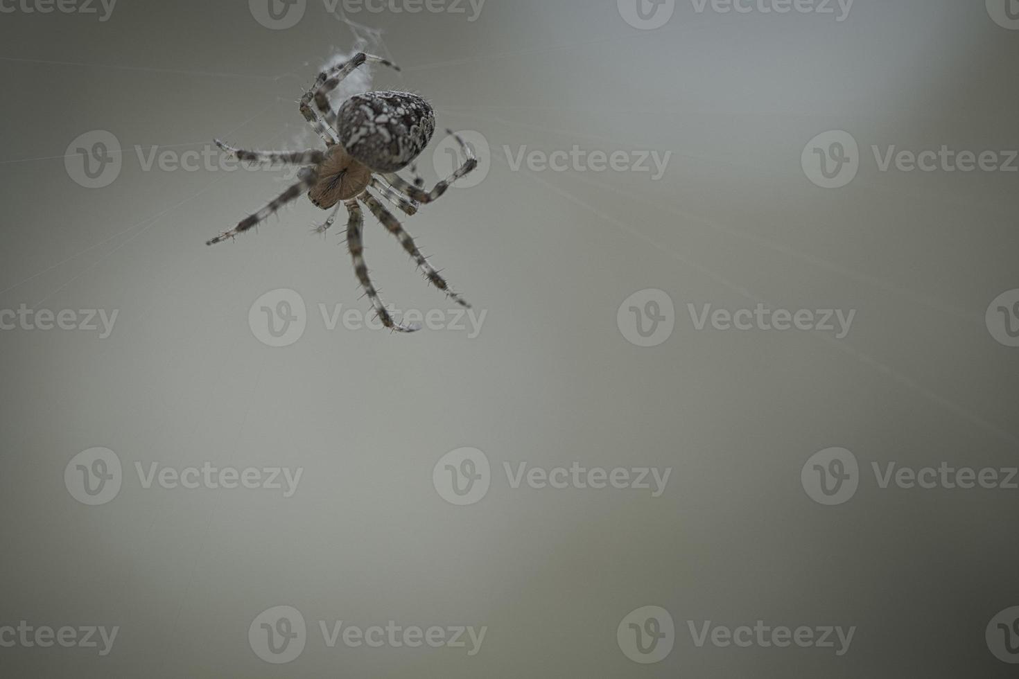 Kreuzspinne, die auf einem Spinnenfaden kriecht. Halloween-Schreck. ein nützlicher Jäger unter foto