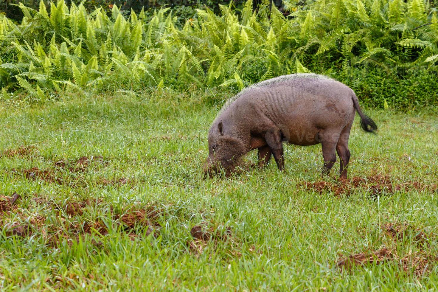 Bärtiges Schwein gräbt die Erde auf einem grünen Rasen im Dschungel. foto