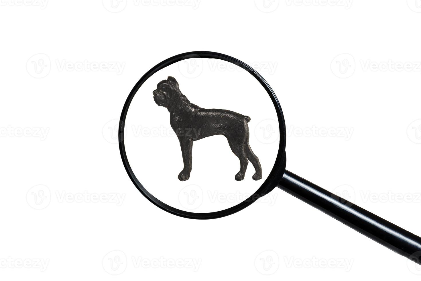 Boxer, Silhouette des Hundes auf weißem Hintergrund, Blick durch ein Vergrößerungsglas foto