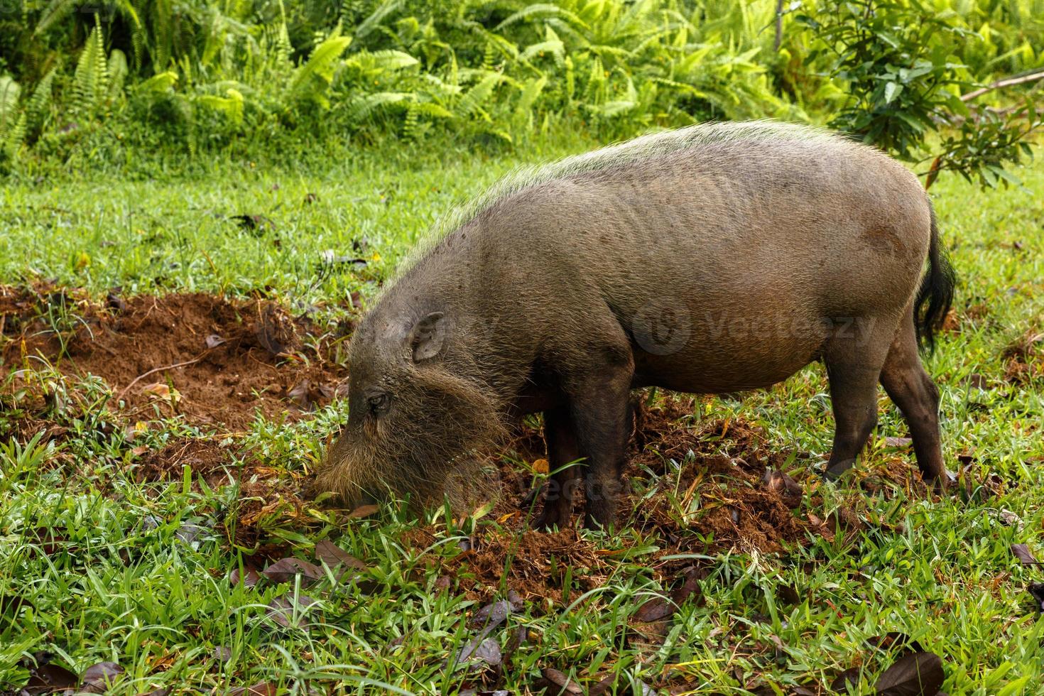 Bärtiges Schwein gräbt die Erde auf einem grünen Rasen. foto