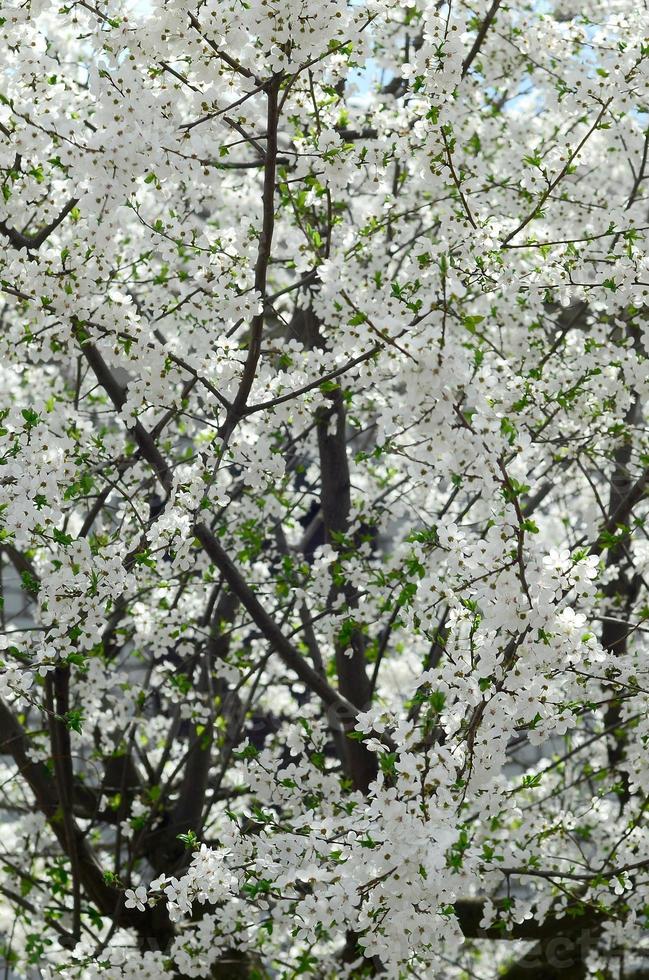 Nahaufnahme eines blühenden grünen Apfelbaums mit weißen Blüten foto