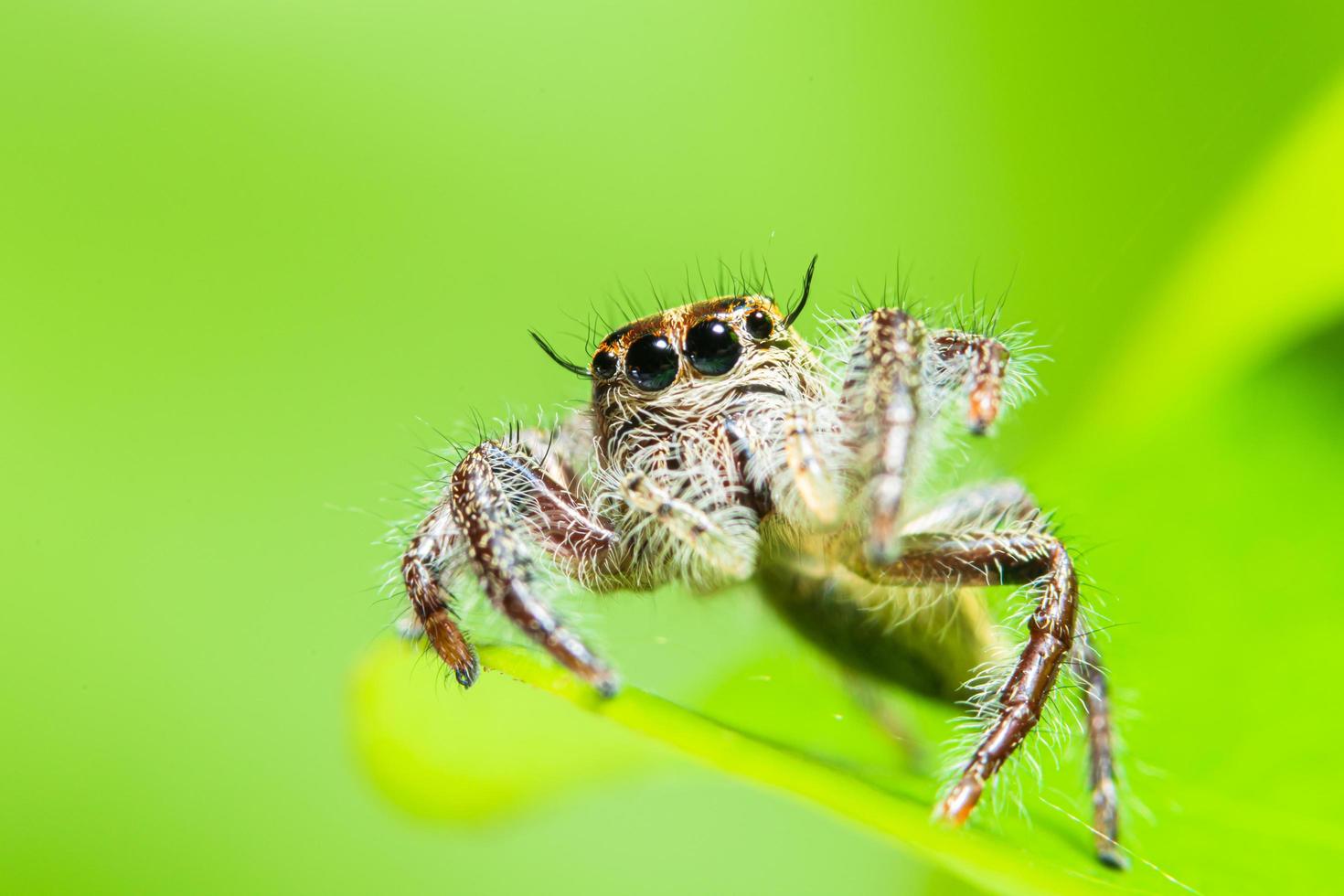 Spinne auf einem Blatt foto