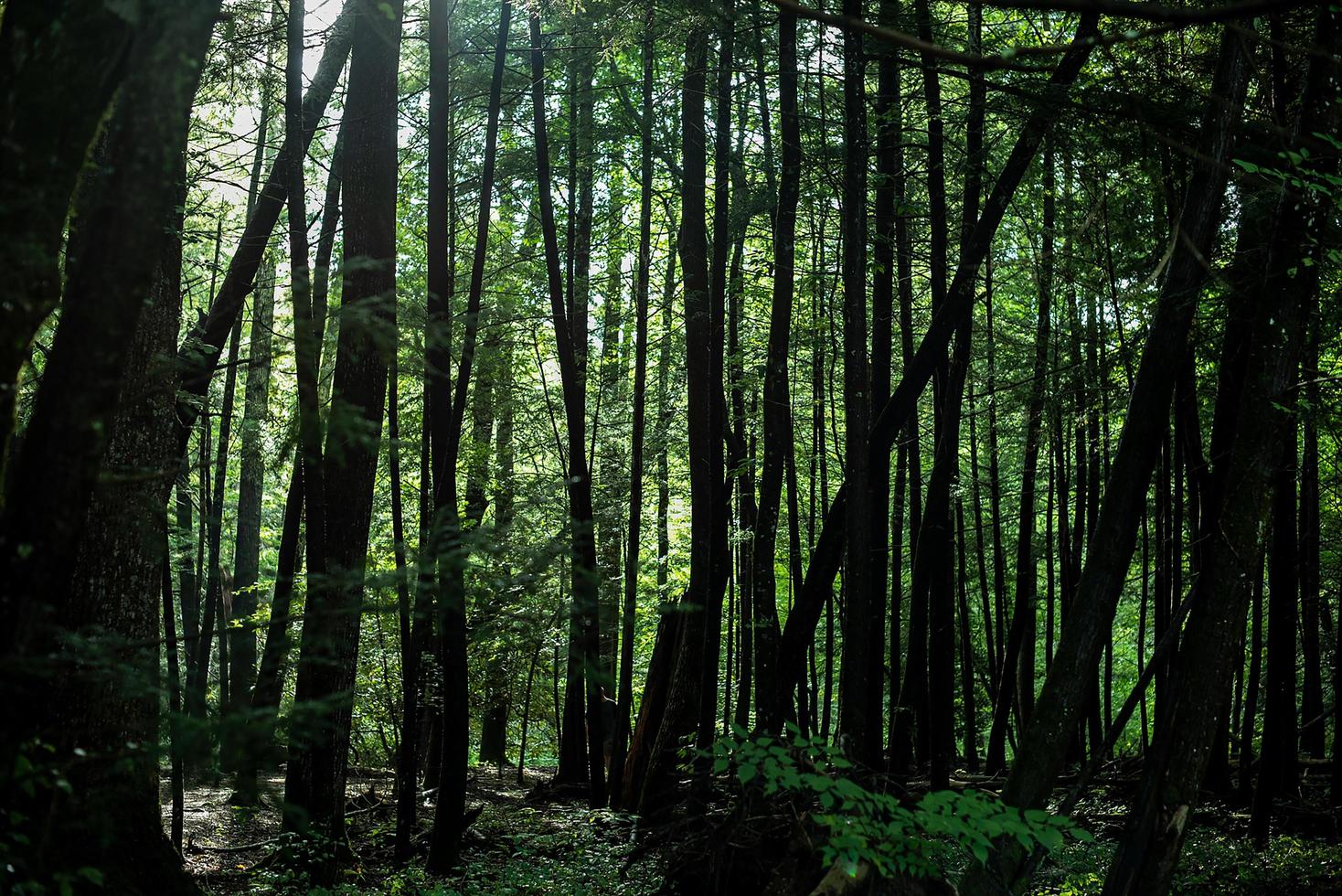 Bäume in einem Wald foto