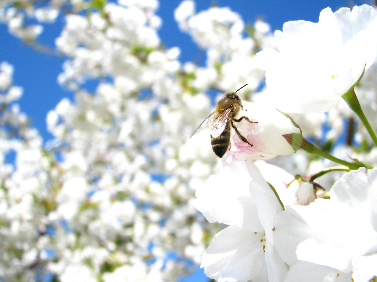Biene auf Kirschblüte foto