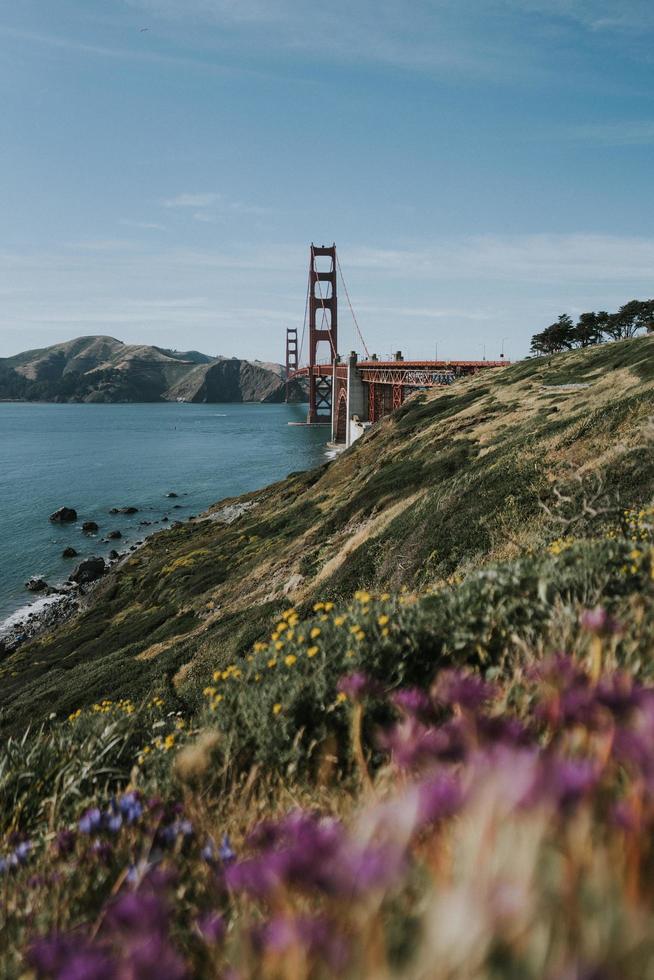 Wildblumen in der Nähe der Golden Gate Bridge foto