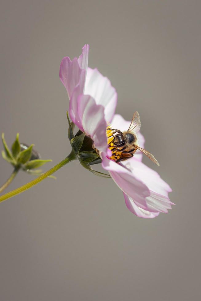 makro einer honigbiene apis mellifera auf einer rosa kosmosblüte mit verschwommenem hintergrund pestizidfreier umweltschutz rettet das biodiversitätskonzept der bienen foto